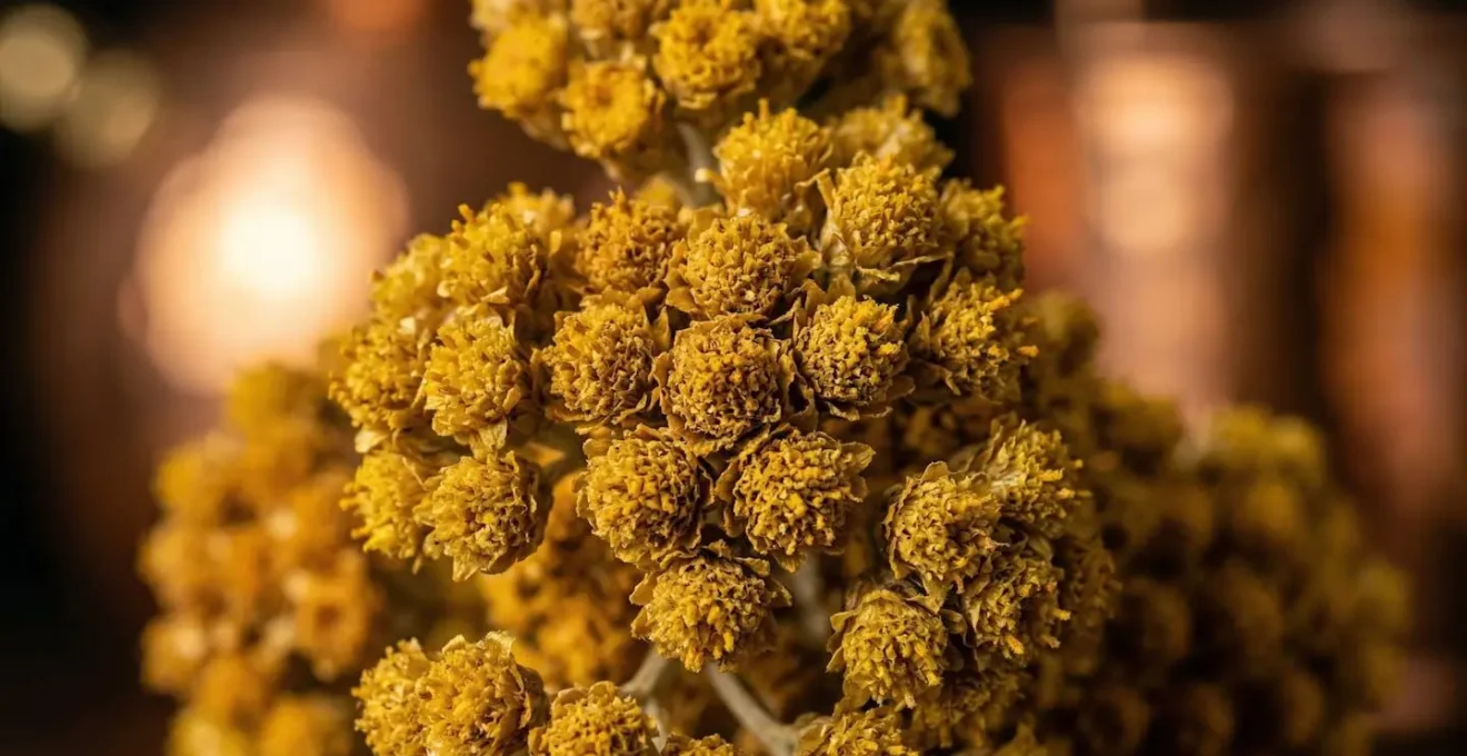 Fleurs d'immortelle en gros plan avec alambic de distillation flou en arrière-plan